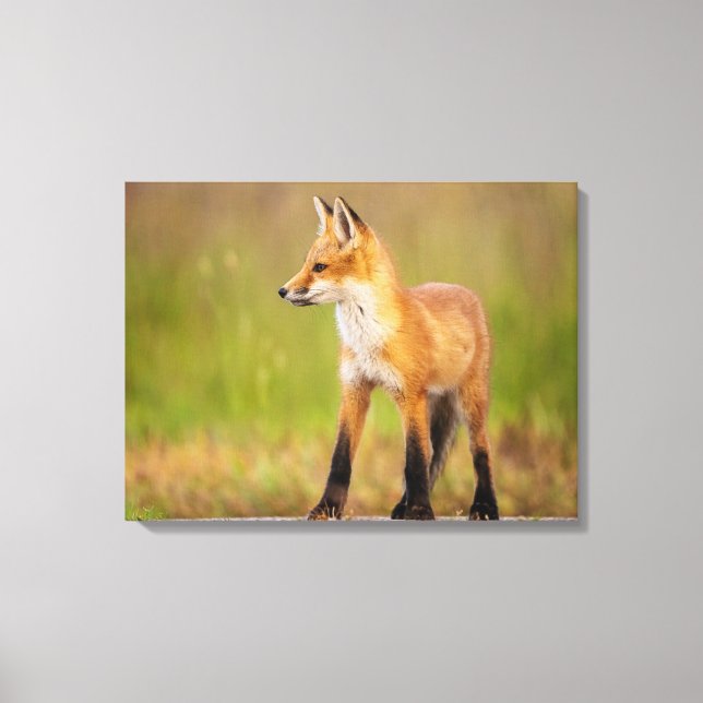 Red Fox Kit Leinwanddruck (Vorderseite)