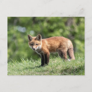 Red Fox Kit Postkarte