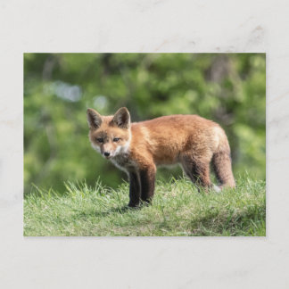 Red Fox Kit Postkarte