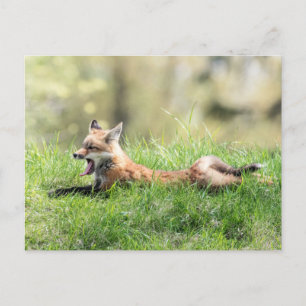 Red Fox Kit Postkarte