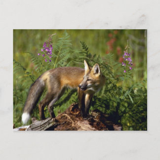 Red Fox Kit Postkarte