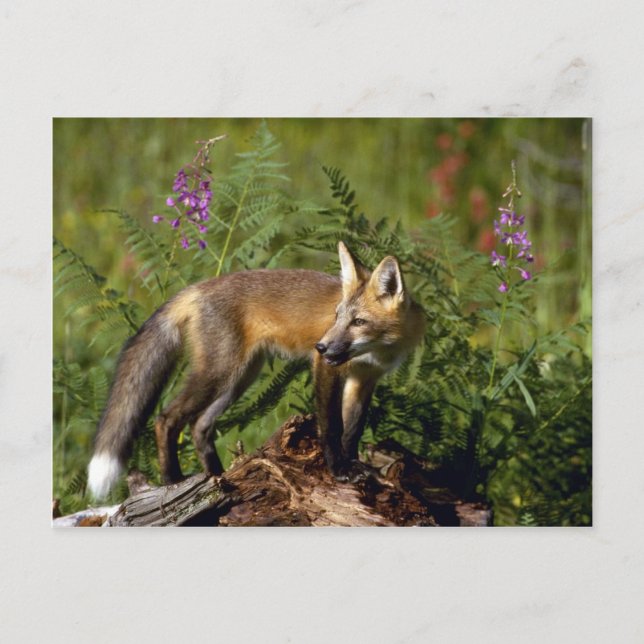 Red Fox Kit Postkarte (Vorderseite)
