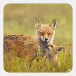 Red Fox Kit Suche nach Momma Vixen Stickers