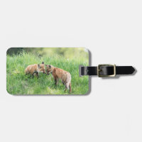 Red Fox Kits