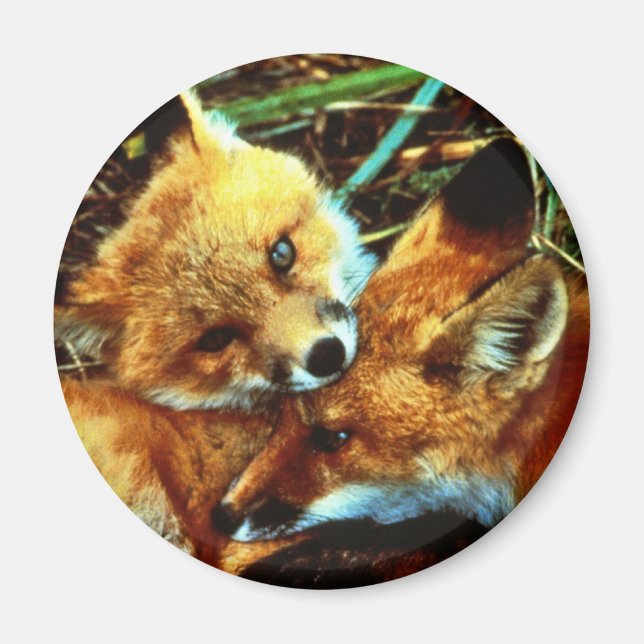 Red Fox Kits Magnet (Vorne)