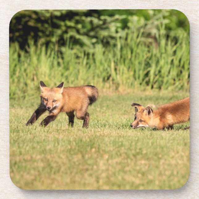 Red Fox Kits Playing Getränkeuntersetzer (Vorderseite)
