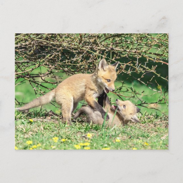 Red Fox Kits Playing Postkarte (Vorderseite)