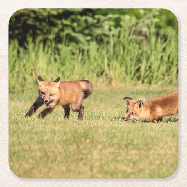 Red Fox Kits Playing Rechteckiger Pappuntersetzer (Vorderseite)