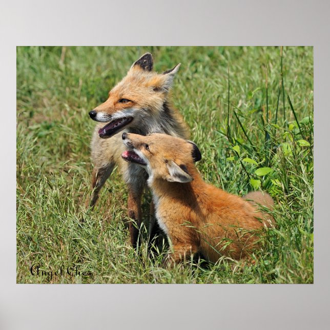 Red Fox Mama und Kit Poster (Vorne)