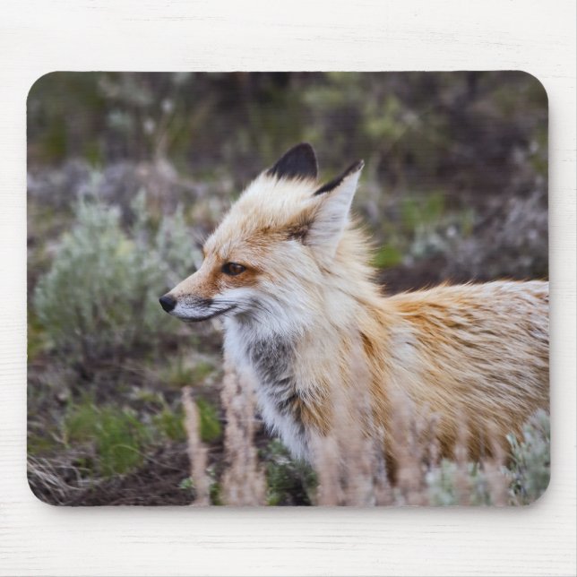 Red Fox Mousepad (Vorne)