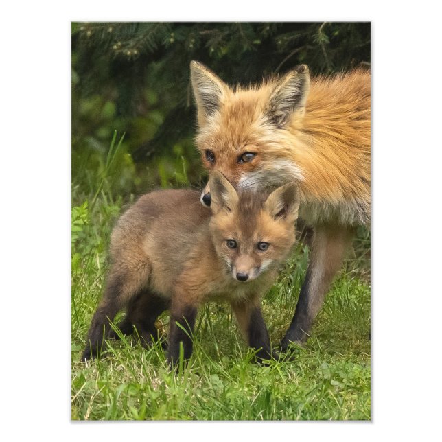 Red Fox Mutter und Youngster Fotodruck (Vorne)
