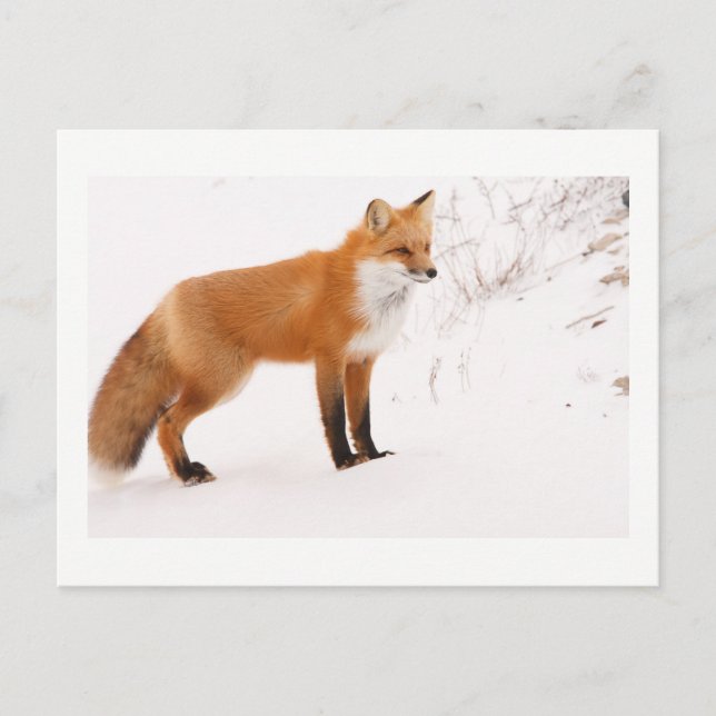 Red Fox Nature Wildlife Foto Postkarte (Vorderseite)