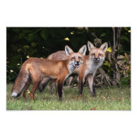 Red Fox Pair Foto Print