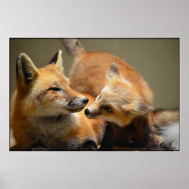 Red Fox Pair Poster (Vorne)