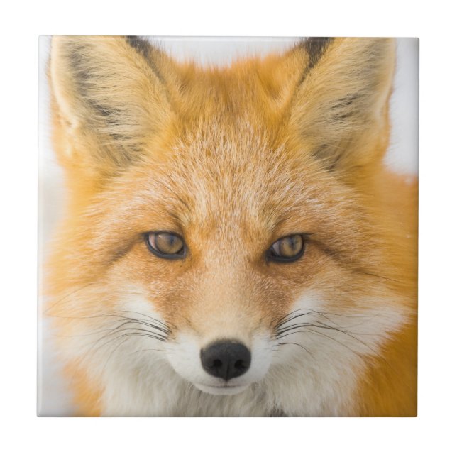 Red Fox Portrait Fliese (Vorderseite)