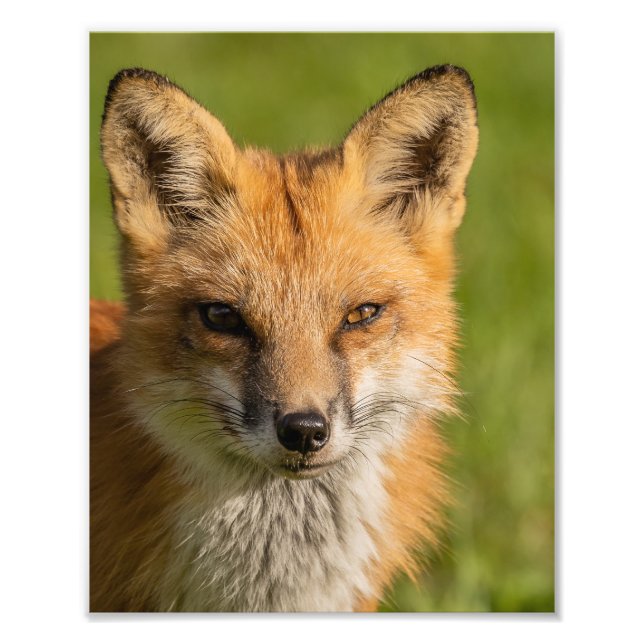 Red Fox Portrait Fotodruck (Vorne)