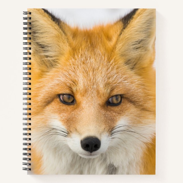 Red Fox Portrait Notizbuch (Vorderseite)