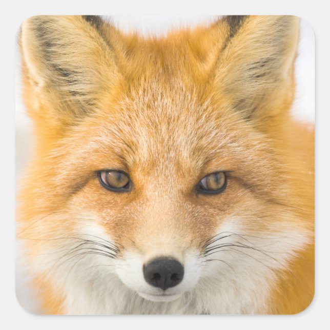 Red Fox Portrait Quadratischer Aufkleber (Vorderseite)