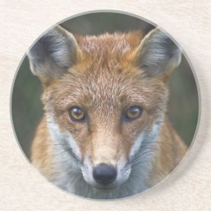 Red Fox Portrait Untersetzer