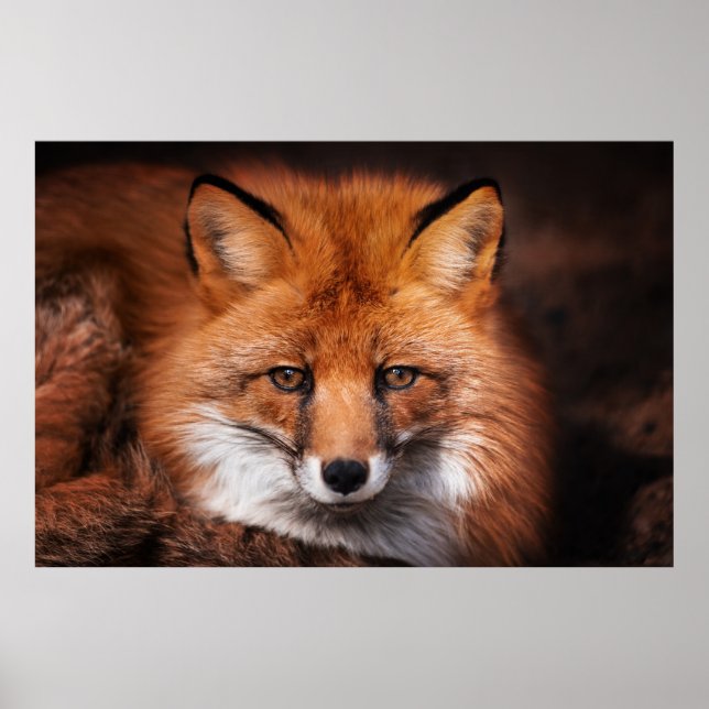Red Fox Poster (Vorne)