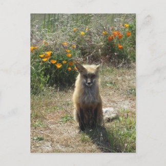 Red Fox Postkarte