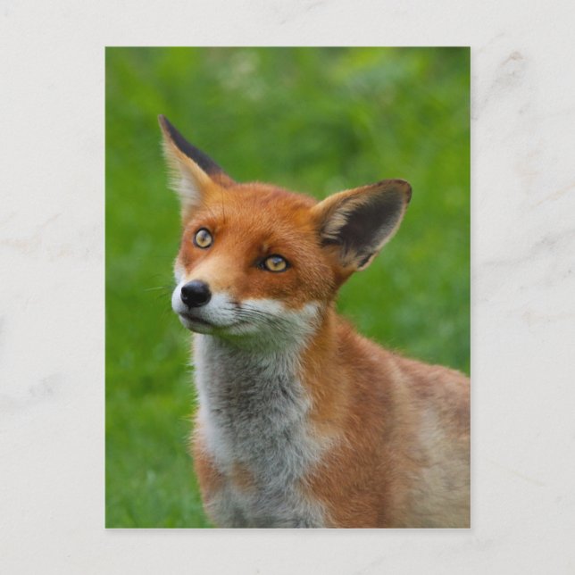 Red Fox Postkarte (Vorderseite)