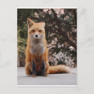 Red Fox Postkarte
