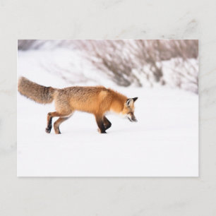 Red Fox Postkarte