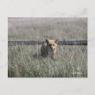 Red Fox Postkarte