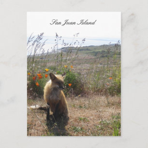 Red Fox Postkarte