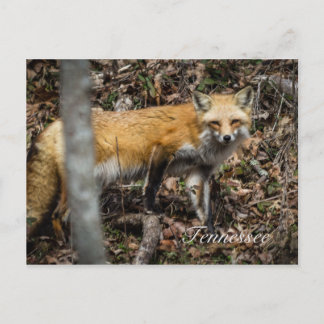 Red Fox Postkarte