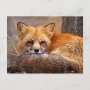Red Fox Postkarte