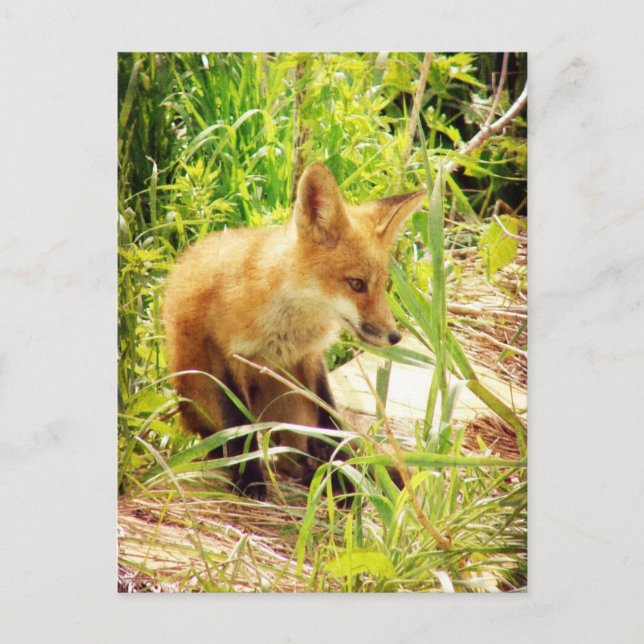 Red Fox Postkarte (Vorderseite)