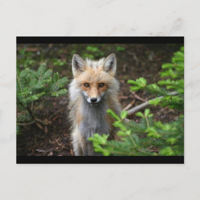 Red Fox Postkarte (Vorderseite)
