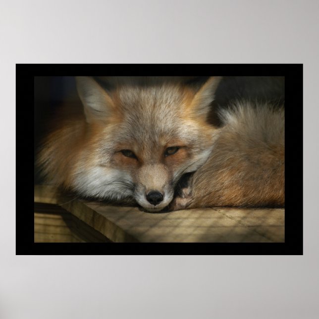 Red Fox Print Poster (Vorne)