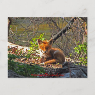 Red Fox Pup Postkarte