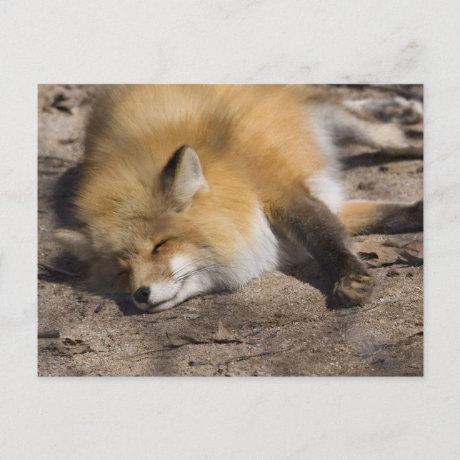 Red Fox Resting Postkarte (Vorderseite)