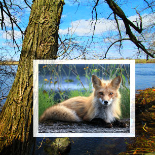 Red Fox Resting Postkarte