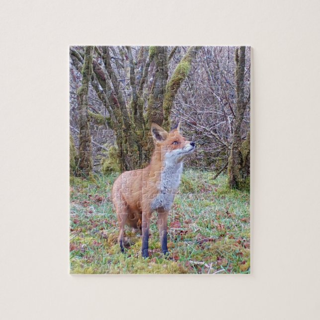Red Fox schauen nach Jigsaw Puzzle (Vertikal)