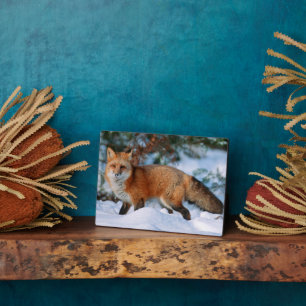 Red Fox Schnee im Winter, Montana Fotoplatte