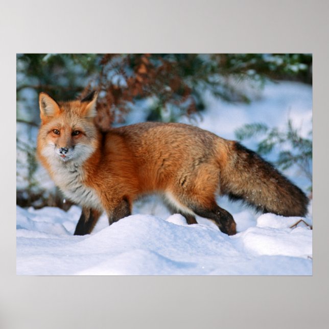 Red Fox | Schnee im Winter, Montana Poster (Vorne)