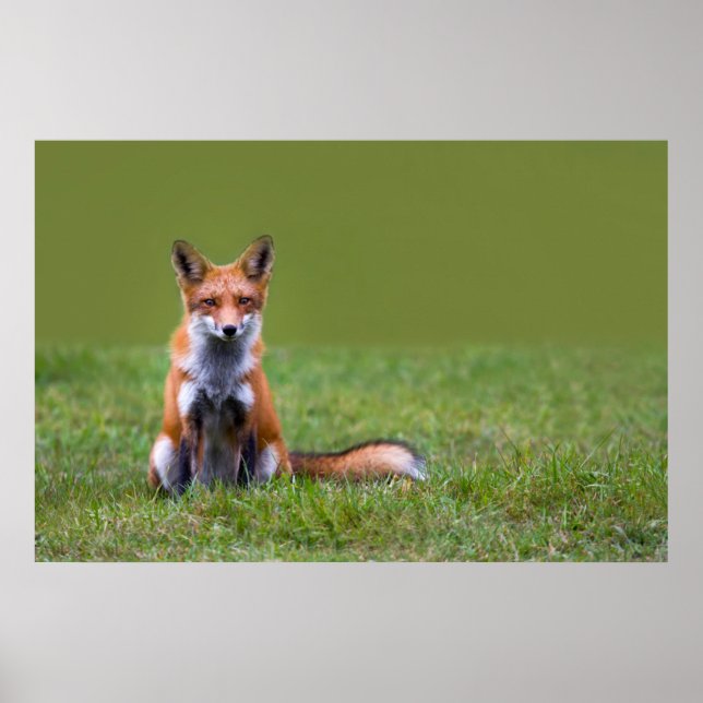 Red Fox Sitting Poster (Vorne)