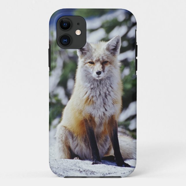 Red Fox sitzend auf der Schneebrücke, Vulpes, Mt. Case-Mate iPhone Hülle (Rückseite)