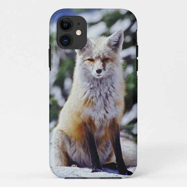 Red Fox sitzend auf der Schneebrücke, Vulpes, Mt. Case-Mate iPhone Hülle (Rückseite)