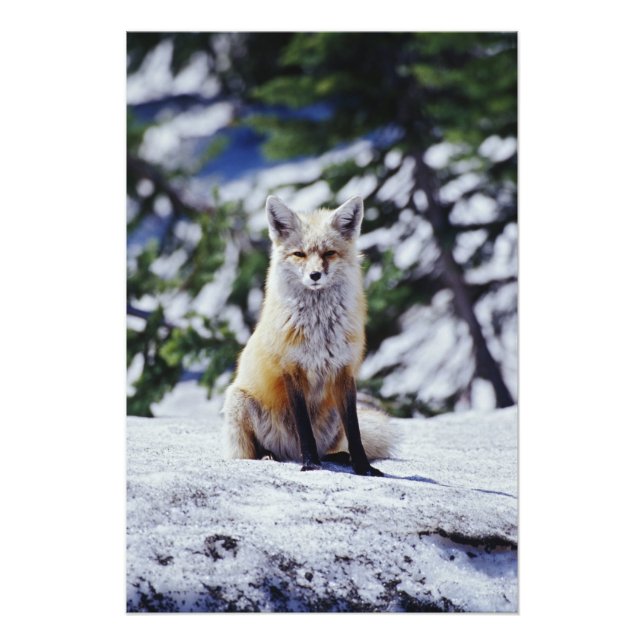 Red Fox sitzend auf der Schneebrücke, Vulpes, Mt. Fotodruck (Vorne)