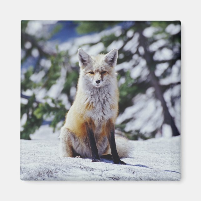 Red Fox sitzend auf der Schneebrücke, Vulpes, Mt. Magnet (Vorne)
