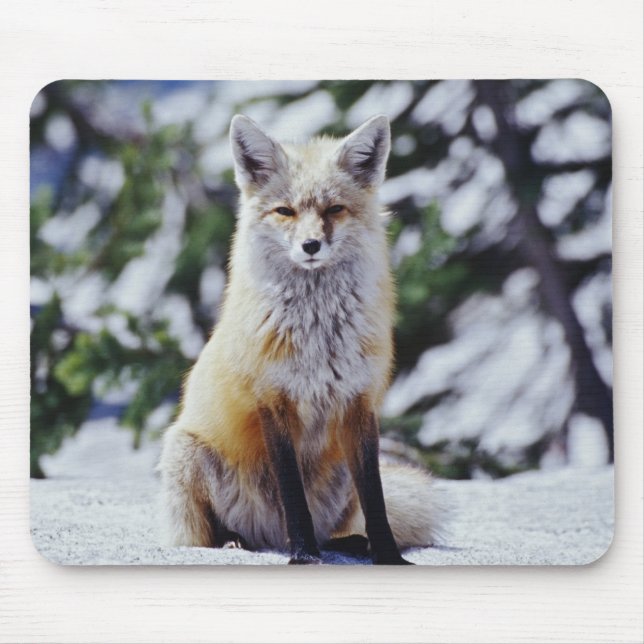 Red Fox sitzend auf der Schneebrücke, Vulpes, Mt. Mousepad (Vorne)