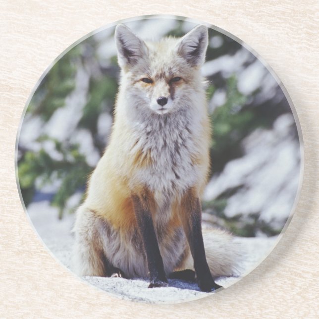 Red Fox sitzend auf der Schneebrücke, Vulpes, Mt. Untersetzer (Vorne)