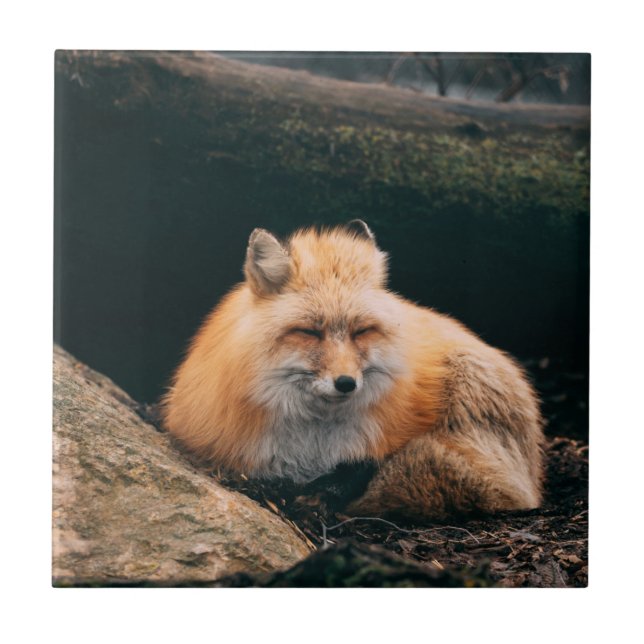 Red Fox Sleeping Fliese (Vorderseite)