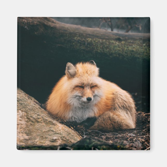Red Fox Sleeping Magnet (Vorne)